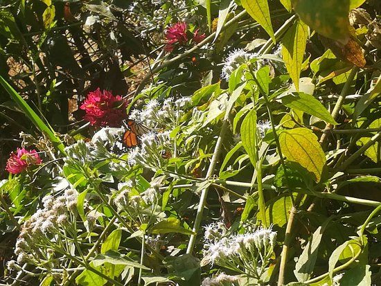 Pandit Jawaharlal Nehru Botanical Garden